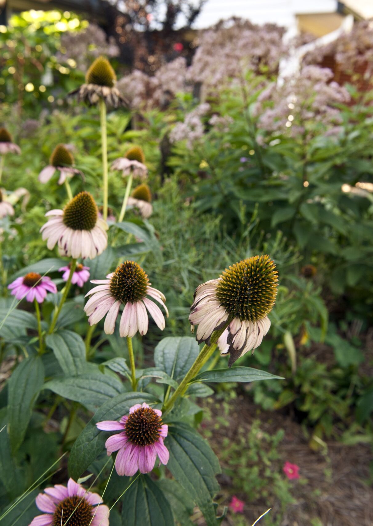 Timothy Day garden